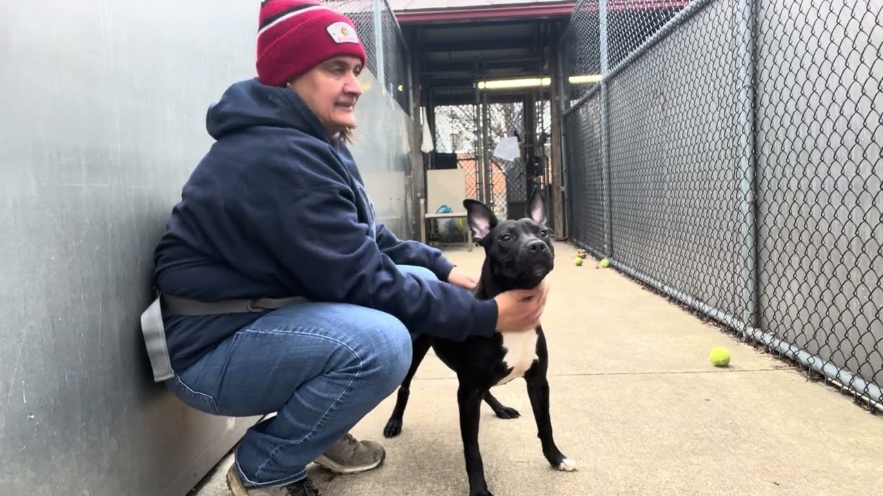 Enlarge Tiana, a ADOPTABLE Pit Bull Terrier in Chicago, IL video 5/5
