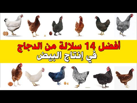 , title : 'أفضل 14 نوع من الدجاج في إنتاج البيض 🐔 دليلك الشامل في مشروع تربية الدجاج البياض 🥚'
