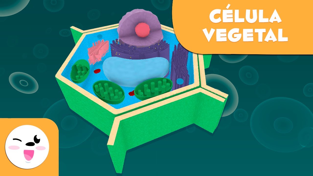La célula vegetal y sus partes - Ciencias Naturales - Vídeo educativo para niños