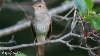 Download lagu Next materi Sikatan Londo semoga bisa masuk mp3 Download lagu Next materi Sikatan Londo semoga bisa masuk mp3