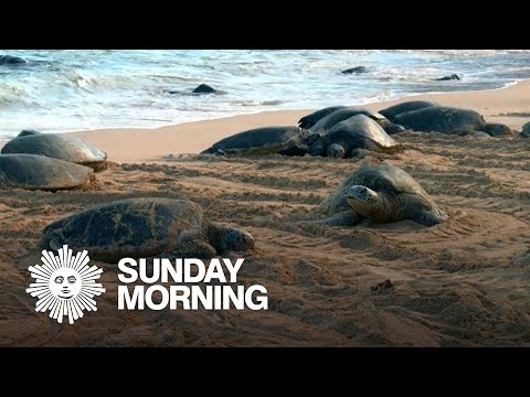 Nature: Turtles in Hawaii