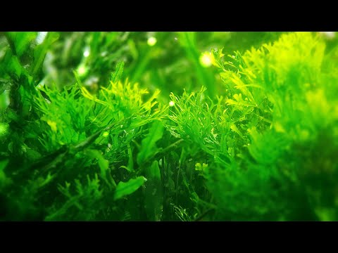 5 Pro Tips for Popular Aquascaping Plants from a Master Aquatic Horticulturist