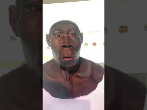 From Ape to Modern Human: The Incredible Evolution