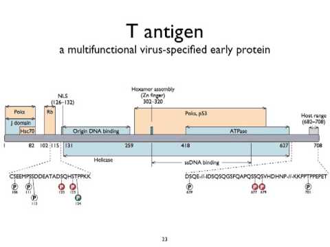 Virology 2013 Lecture #7 - Replication of DNA virus genomes