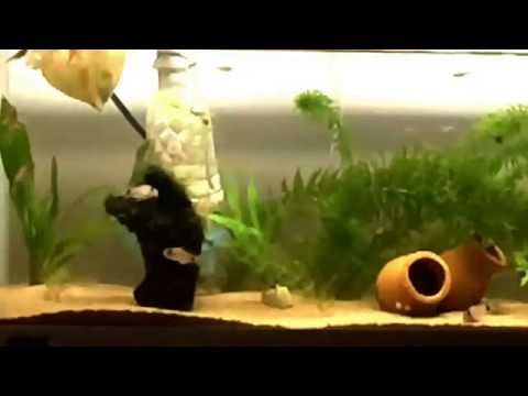 Corydoras Panda: Having fun in the Tank