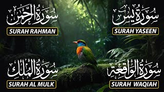 Download lagu Beautiful Surah Yaseen (Yasin) | Surah Rahman | Surah Waqiah | Surah Mulk mp3