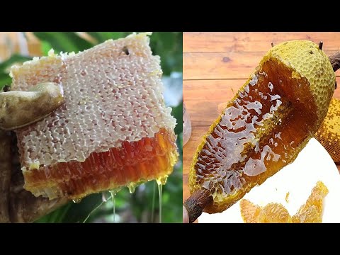 🐝 Wild Honey Harvesting Satisfying - Harvesting honey from giant Honeybee #2