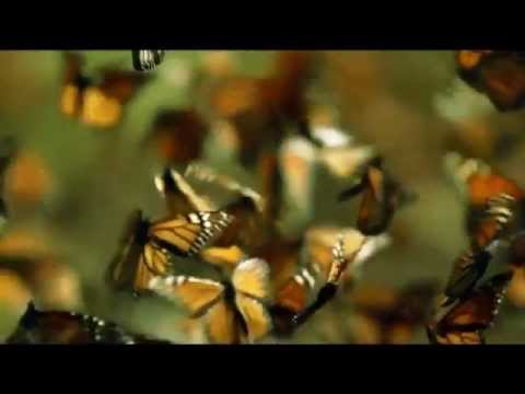 The beauty of pollination