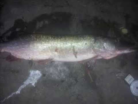 Pictures of a 10 pound pike caught in Finland