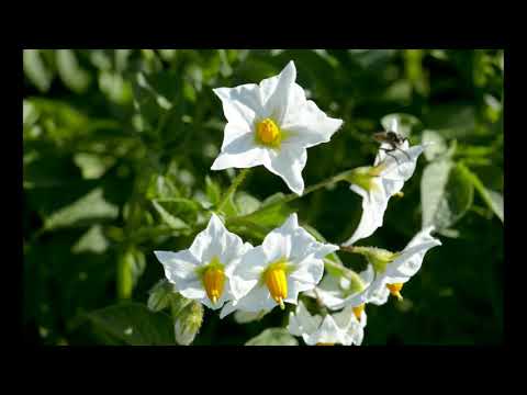 Rondwandeling Hekk'n pad - Nieuw Heeten