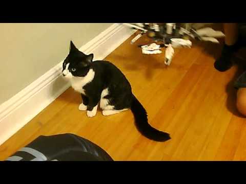 kitten v.s 4 headed dragon