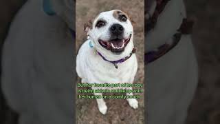 Video preview image #1 Mutt Puppy For Sale in Boonton, NJ, USA