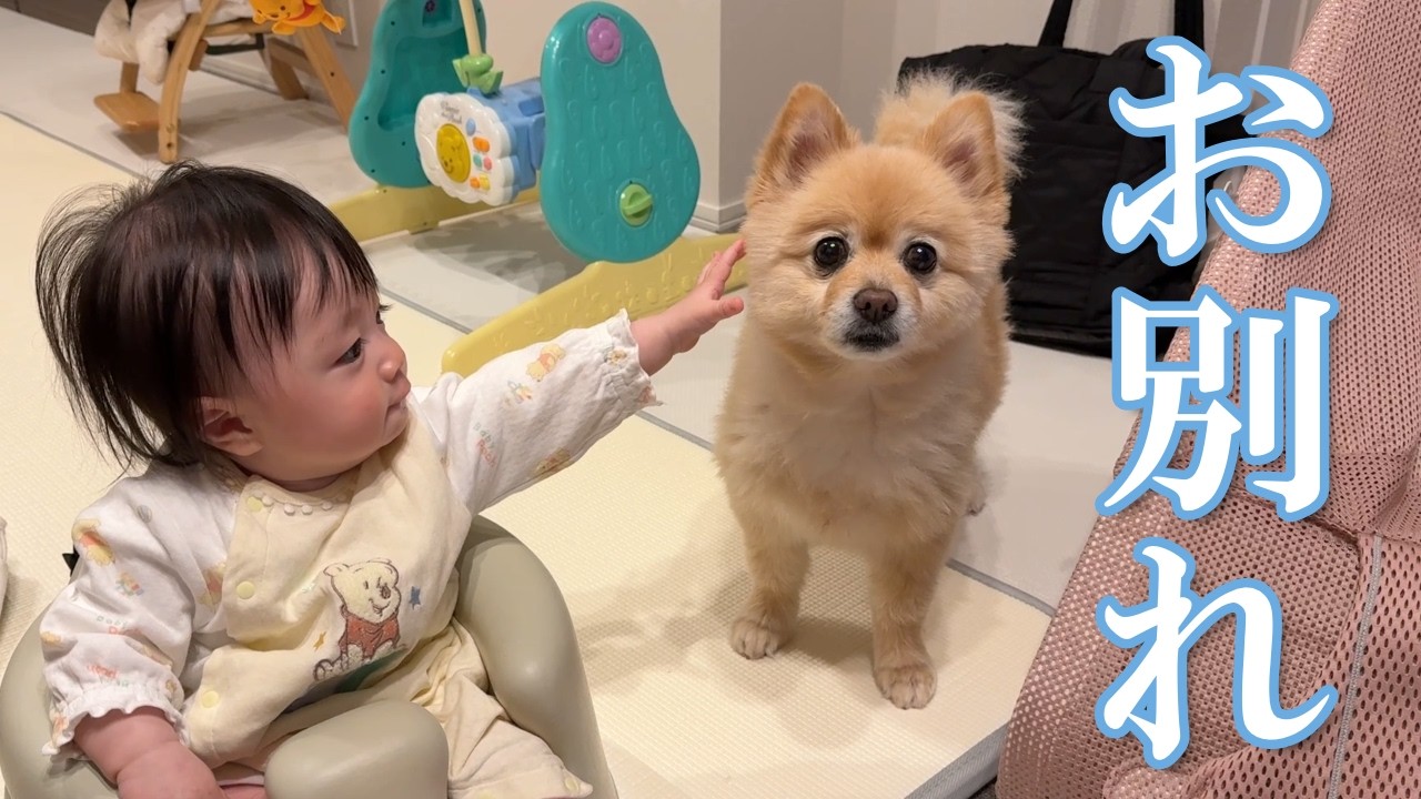 赤ちゃんとお別れすることになったポメラニアンがこうなりました…