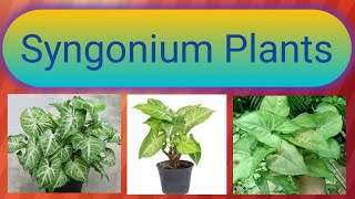 How to grow (Syngonium plants)ab Aap apne hi ghar Main simply tarike se taiyar kar sakte hain