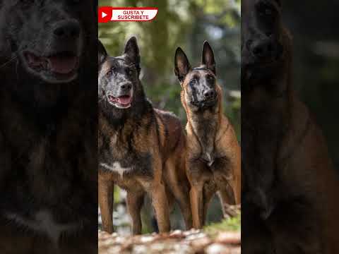 💥English Bull Terrier + Belgian Malinois mix