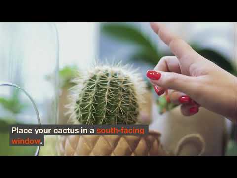 The Ultimate Guide to Growing Cactus
