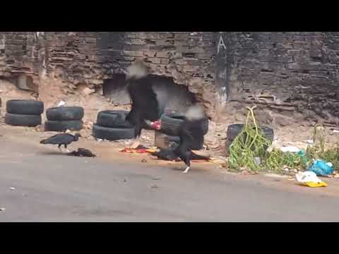 urubus comendo carcaça de galinha