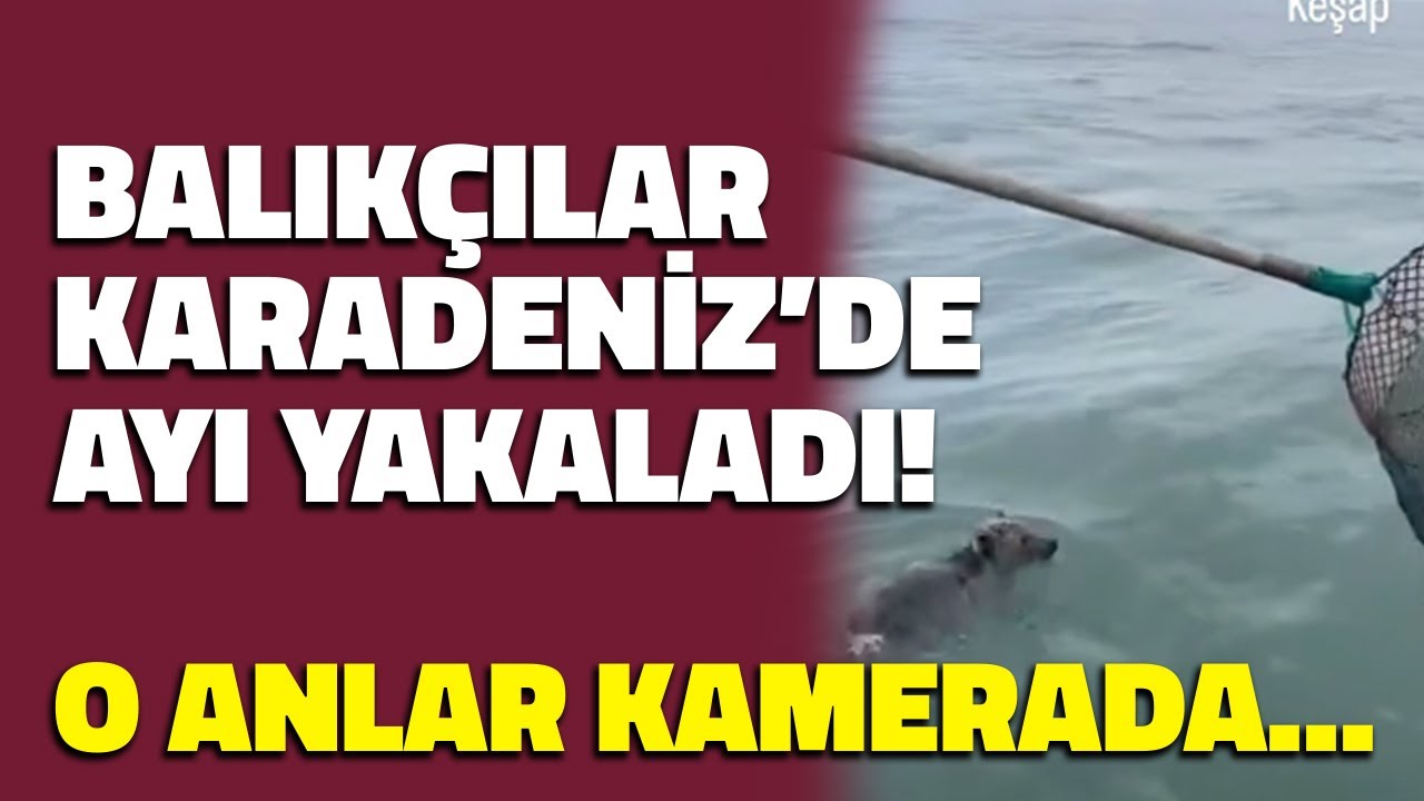 Karadeniz'de Balıkçılar Ayı Yakalıyor! Giresun'da O Anlar Kamerada