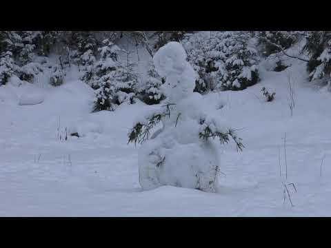 Drumetie in regatul caprelor negre din Cheile Jietului Mija!