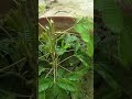 Fast Moving Video Touch Sensitive Plant Chui Mui Shorts Chui Mui Plant