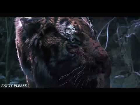 Tiger VS Wolf Fight Scene  HD