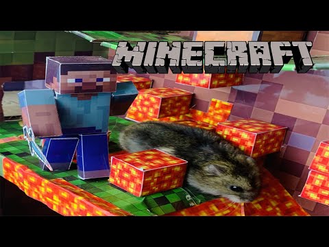 Hamster Minecraft Maze