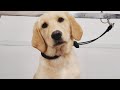 Very Cute Labrador Golden Retriever Puppy