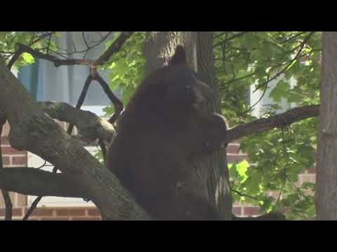 Bear Wanders in City