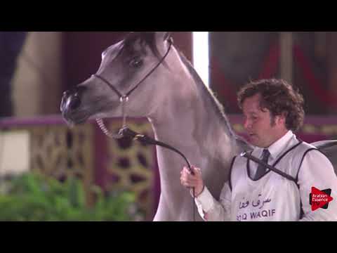 N.76 AQIL AL SHAQAB - 2019 Qatar International show - Yearling Colts (Class 4B)