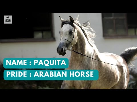 Arabian Horse PAQUITA - Empire x Piba