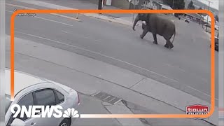 Elephant escapes from traveling circus in Montana