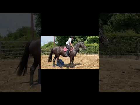 11 year Old Black Gelding - Image 2