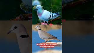 A hybrid of Rock dove and Ring-necked Dove #hybrid #chicken #dove