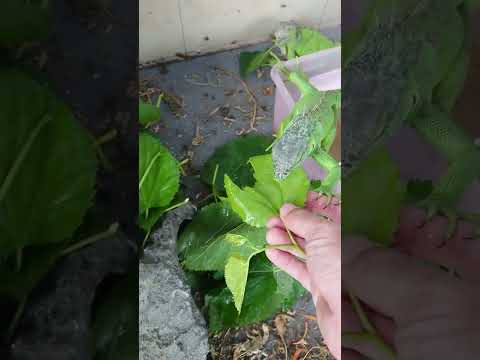 IUCN分類における絶滅の危険性を示す図。