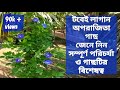 Aparajita plant care process || how to grow and care clitoria tarnatea