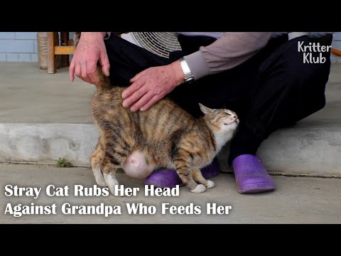 Grandpa Takes Stray Cat With Growing Lump To Hospital And... (Part 2) | Kritter Klub