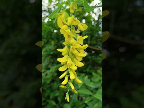 17 avril 2024 #perfectnature #cytise #laburnum