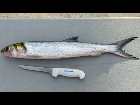 YouTube video about: Are lady fish good to eat?