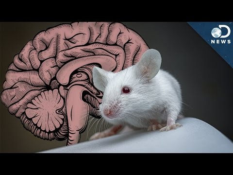 What Can We Learn By Giving A Mouse A Human Brain?