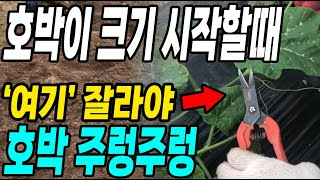호박이 크기 시작할때 여기를 잘라주면 호박이 주렁주렁! 다수확 대박!