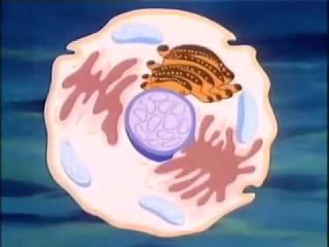 Es war einmal..Das Leben..Die Zelle(1)