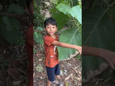 kakak di kejar topeng monyet