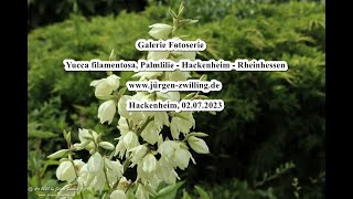 Galerie Fotoserie Yucca filamentosa, Palmlilie Hackenheim Rheinhessen