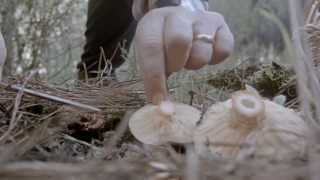 preview picture of video 'Recogiendo níscalos / Picking saffron milk cap / Villarta de los montes'