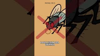 Download lagu Gimana Sebenarnya Lalat Makan? mp3