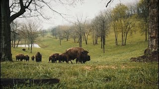 Bullbourne Bison Farm - Promo