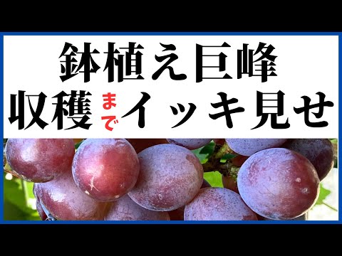 園芸 ブドウの植え付け、維持管理