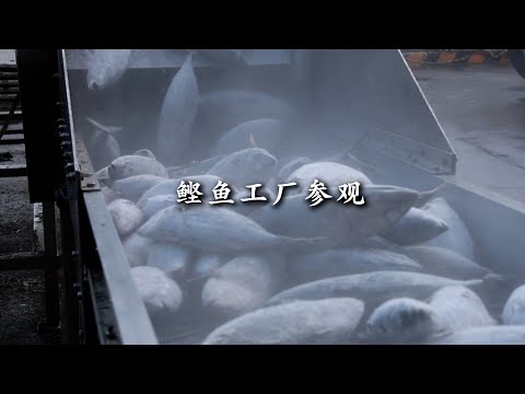 【鹿儿岛县指宿市】鲣鱼工厂参观（鰹節工場見学）