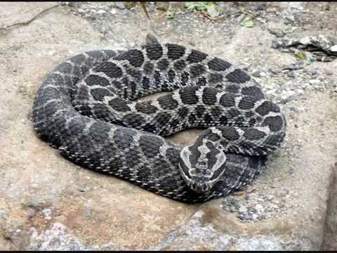 algumas das cobras mais venenosas do mundo 1