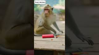 Download lagu Kucing Jahil Melempar Petasan ke Monyet Tidur 😹💥 | Funny Animal Prank #shorts mp3